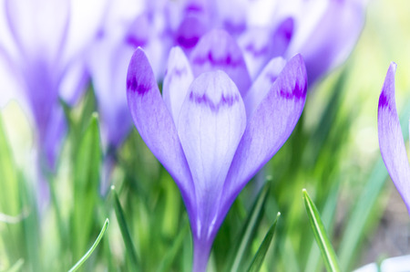 Purple flower in nature. Beautiful crocus flowers during spring. Selective focus.の写真素材