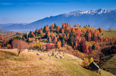 Autumn landscape. Flock of sheep grazing near a mountain wood.の写真素材