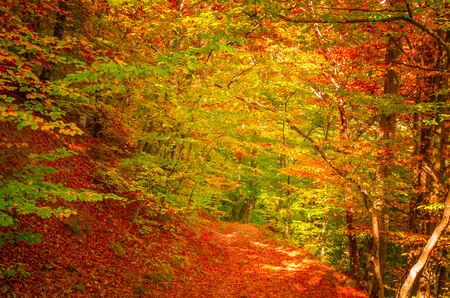 Autumn in Cozia, Carpathian Mountains, Romania. Vivid fall colors in forest. Scenery of nature with sunlight through branches of trees. Colorful Autumn Leaves. Green, yellow, orange, red.の写真素材