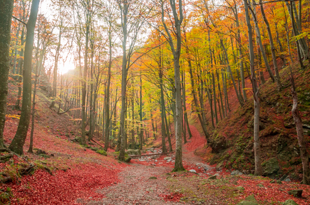 Autumn in Cozia, Carpathian Mountains, Romania. Colorful Autumn Leave. Vivid fall colors in forest. Scenery of nature with sunlight through branches of trees.の写真素材
