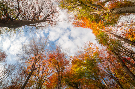 Autumn in Cozia, Carpathian Mountains, Romania. Colorful Autumn Leave. Vivid fall colors in forest. Scenery of nature with sunlight through branches of trees.の写真素材
