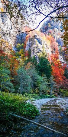 Vivid fall colors in forest. Scenery of nature with sunlight through branches of trees. Colorful...