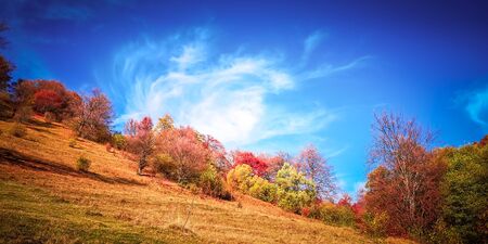 Vivid fall colors in forest. Scenery of nature with sunlight through branches of trees. Colorful Autumn Leaves. Green, yellow, orange, red.の写真素材