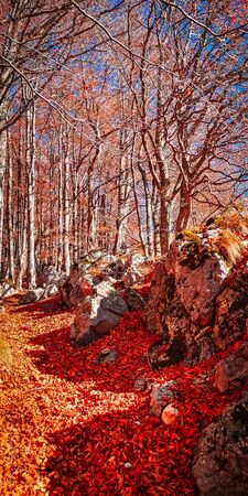 Vivid fall colors in forest. Scenery of nature with sunlight through branches of trees. Colorful Autumn Leaves. Green, yellow, orange, red.の写真素材