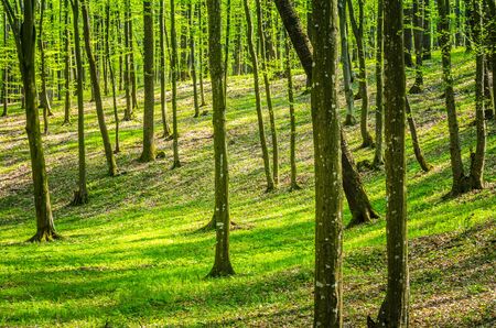 Beautiful natural forest in a misty spring morning with sun raysの写真素材