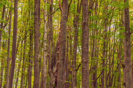 Fall landscape in the mountains. Mountain autumn scene with colorful trees in the forestの写真素材