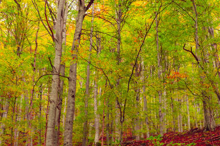 Fall landscape in the mountains. Mountain autumn scene with colorful trees in the forestの写真素材