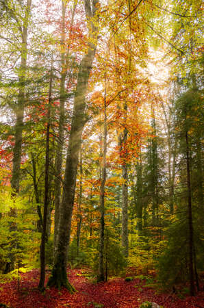 The colors of autumn.  Beautiful orange and yellow leaves into a sunny day into a mountain forest.の写真素材