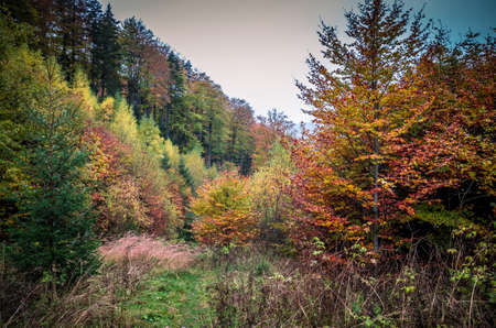 Beautiful orange and yellow leaves into a sunny day into a mountain forest.の写真素材