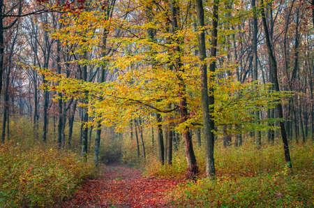Misty autumn morning in forest, Carpathian Mountains, Romania. Vivid fall colors in forest. Scenery of nature with sunlight through branches of trees.の写真素材