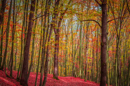 Autumn in forest, Carpathian Mountains, Romania. Vivid fall colors in forest. Scenery of nature with sunlight through branches of trees. Colorful Autumn Leaves. Green, yellow, orange, red.の写真素材