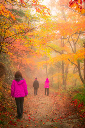 Vivid fall colours in a misty forest during a autumn light rain. There are people on a path through...