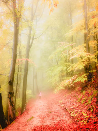 Autumn in Cozia, Carpathian Mountains, Romania. Vivid fall colors in a misty forest during a autumn light rain. There are people on a path through the wood.の写真素材