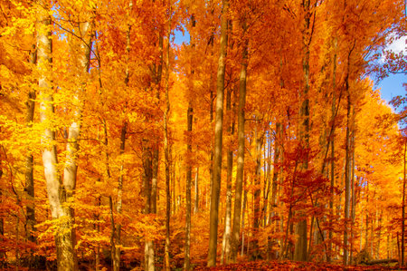 Autumn in Buila Vanturarita National Park, Carpathian Mountains, Romania. Vivid fall colors in forest. Colorful Autumn Leaves. Green, yellow, orange, red.の写真素材