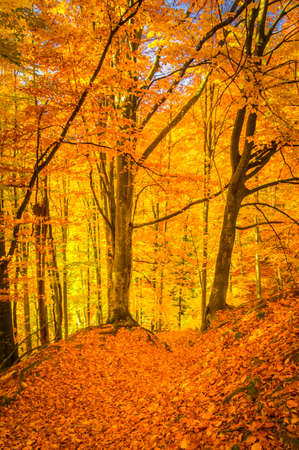 Autumn in Buila Vanturarita National Park, Carpathian Mountains, Romania. Vivid fall colors in forest. Colorful Autumn Leaves. Green, yellow, orange, red.の写真素材