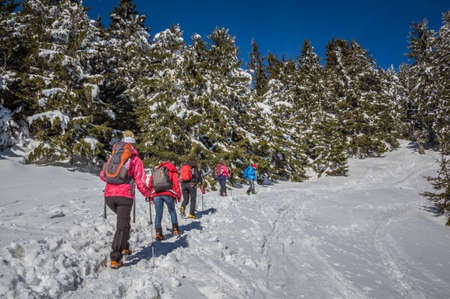 Ciucas mountains in winter, Romanian Carpathians. Fir trees and junipers full of frozen snow. There are hikers in the image.の写真素材