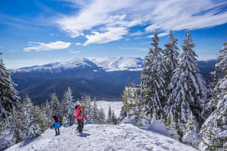 Ciucas mountains in winter, Romanian Carpathians. Fir trees and junipers full of frozen snow. There...