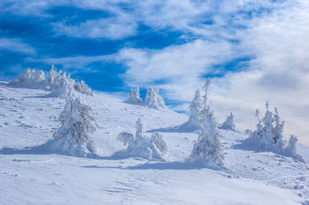 Ciucas mountains in winter, Romanian Carpathians. Fir trees and junipers full of frozen snow.の写真素材