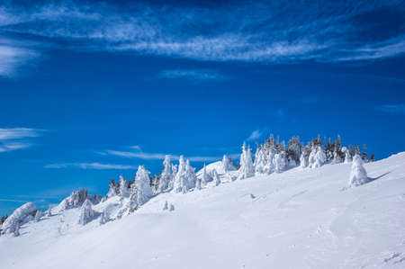Ciucas mountains in winter, Romanian Carpathians. Fir trees and junipers full of frozen snow.の写真素材