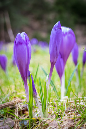 Beautiful and creative composition of a group of purple crocus flowers with selective focus and diffused background in spring.の写真素材