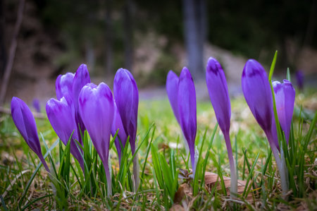 Beautiful and creative composition of a group of purple crocus flowers with selective focus and diffused background in spring.の写真素材