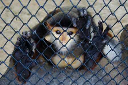 Monkey in cage