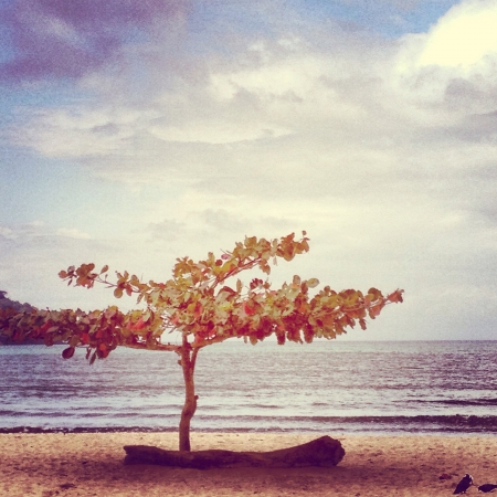Beach on the northern coast of Brazilの素材