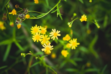 yellow flowers and green grass
