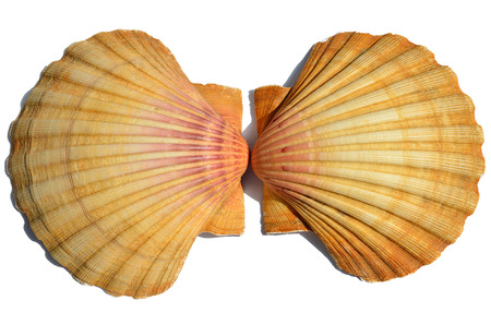 Scallop valves showing exteriorの写真素材