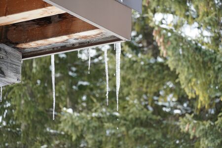 melting icicles hanging from the roof with coniferous trees on the background. Symbol of ending winter and coming spring or of thaw weatherの写真素材