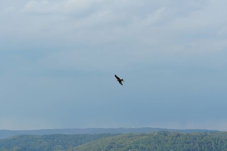 A bird of prey with wide spread wings flying above hills covered by forests and sky covered with...