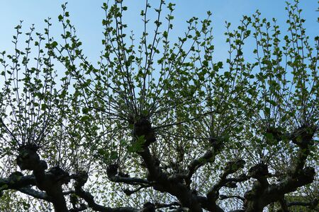 Plane tree or platan tree shooting new twigs with young leaves in the spring. Symbol or metaphor for...