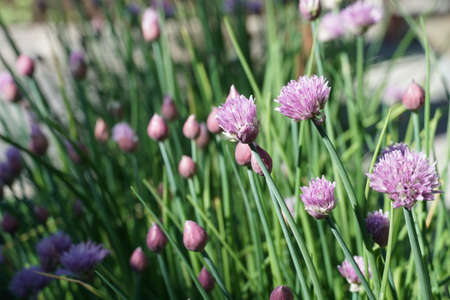 Chives in blossom. A colony of chives with light violet bushy flowers in a micro garden in residential area or a small town in Switzerland.の写真素材