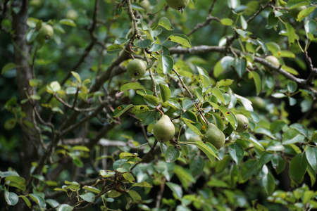 Pear Williams tree detail with young fruits in the middle of the summer. The fruits are growing and...