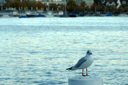 A seagull sitting on a metal with water background.の写真素材