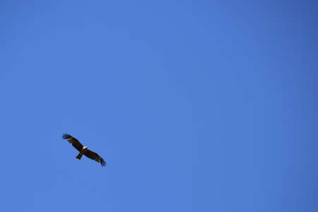 A bird of prey flying under the clear blue sky with a lot of copy space.