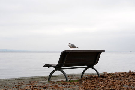 Bench on the shore of Lake Constance in Germany with a seagull sitting on it. Dry leaves on the ground and the sky is overcast. Lockdown impression from Germany, there are not people outdoors.の写真素材