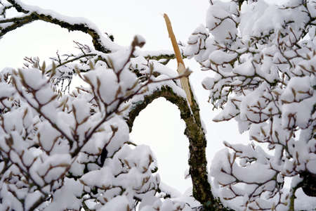 Branch of a magnolia tree in winter. It is broken because of snow weighing heavily on in. An example of an extreme snowfall in Switzerland in January 2021.の写真素材