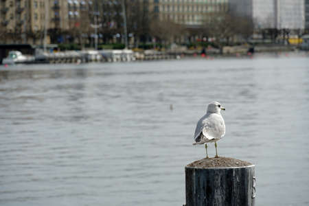 A seagull standing on a mooring pylon on the coast of Lake Zurich in town Zurich Switzerland. There...