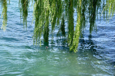 Close view on green leaves of willow tree touching of the surface of the water of blue slightly wavy...