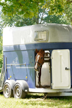 Race horse looking out of a horse trailer. It is open and parked. The horse is getting ready for a race. Side view of a trailer that is parked under a tree.の写真素材