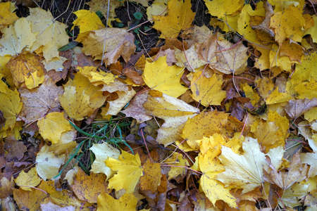 Autumn background. There are yellow and brown maple leaves on the green grass. Seasonal background...