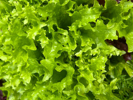 Looseleaf lettuce close up as background. Textured leaves together with light green color make very fresh impression.の写真素材
