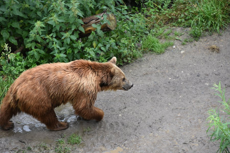 Brown bear, in Latin called Ursus arctos, walking on a muddy pathway in bear park in Bern,...