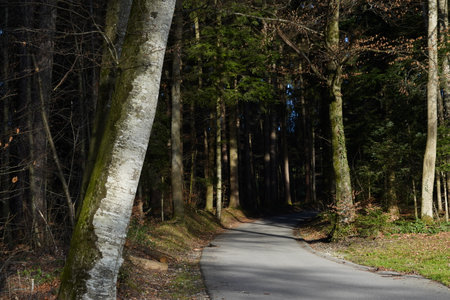 A road among trees towards a dark mixed forest. The forest contrasts with the road that is flooded...