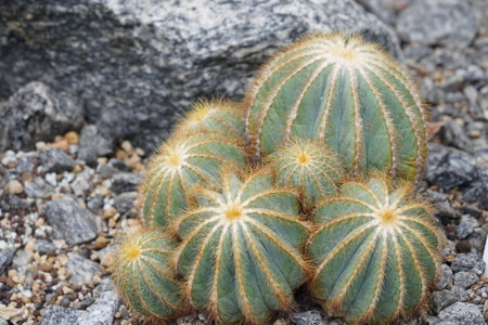 Ball cactus called in Latin parodia magnifica.  is a species of flowering plant in the family Cactaceae, native to Brazil. It is heavily ribbed and has spiny and hairy stems. Highの写真素材