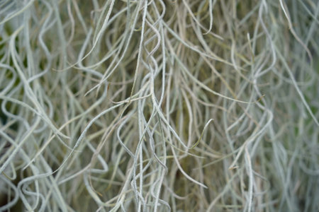 Stems of spanish moss, in Latin called Tillandsia usneoides, captured close up and suitable as plant...