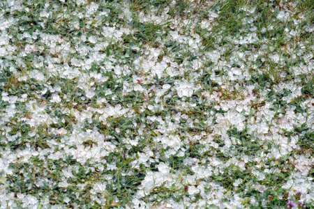 Hailstones spread on a lawn as a result of a heavy summer hailstorm. Suitable as a background for season, weather, gardening or meteorology related topics with a lot of copy space.の写真素材