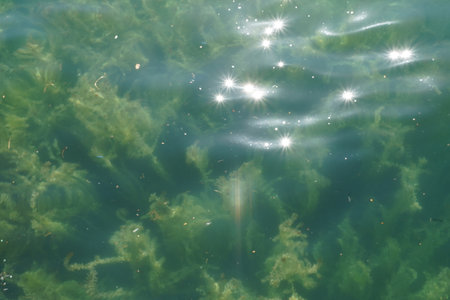 Water plants in a river densely growing from the river bottom. On the water surface there are...