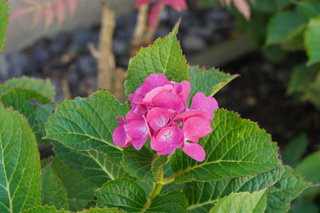 Hydrangea or commonly called Hortensia with dark pink flowers. A detail of the inflorescence with...